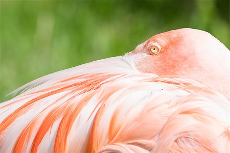 simsearch:400-05083973,k - Pink flamingo close-up, isolated on green grass background Foto de stock - Super Valor sin royalties y Suscripción, Código: 400-08628824