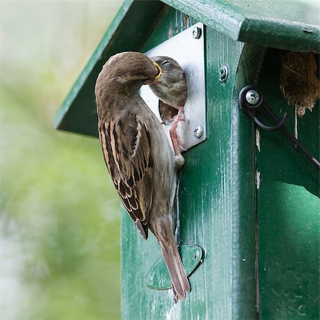 simsearch:400-07297829,k - Adult sparrow feeding a young sparrow in a birdhouse Foto de stock - Super Valor sin royalties y Suscripción, Código: 400-08628823