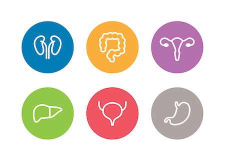 Vector human internal organs icons. Liver, kidneys, uterus, bladder, stomach and colon design Stock Photo - Budget Royalty-Free & Subscription, Code: 400-08628946