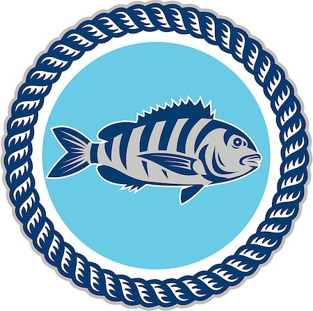 simsearch:400-08617785,k - Illustration of a sheepshead (Archosargus probatocephalus) a marine fish viewed from the side set inside rope circle on isolated background done in retro style. Stock Photo - Budget Royalty-Free & Subscription, Code: 400-08629155