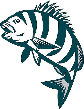simsearch:400-08617785,k - Illustration of a sheepshead (Archosargus probatocephalus) a marine fish jumping up set on isolated white background done in retro style. Stock Photo - Budget Royalty-Free & Subscription, Code: 400-08629181