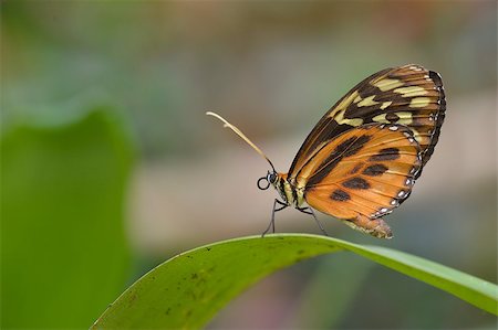 simsearch:400-04785692,k - The tropical colorful butterfly on the flower closup picture. Fotografie stock - Microstock e Abbonamento, Codice: 400-08620454
