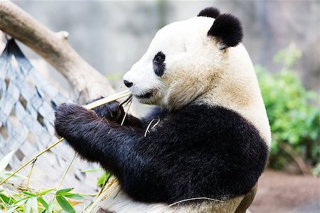 panda reserve - cute giant panda bear eating bamboo grass Stock Photo - Budget Royalty-Free & Subscription, Code: 400-08621072