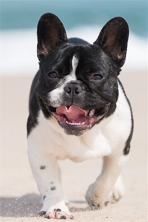 simsearch:400-04681788,k - French bulldog running on the beach Stockbilder - Microstock & Abonnement, Bildnummer: 400-08621885