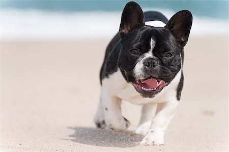 simsearch:400-04681788,k - French bulldog running on the beach Stockbilder - Microstock & Abonnement, Bildnummer: 400-08621886