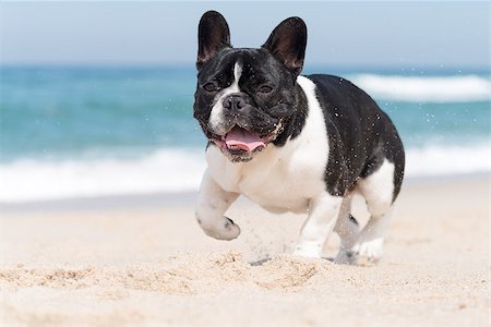 simsearch:400-04681788,k - French bulldog running on the beach Stockbilder - Microstock & Abonnement, Bildnummer: 400-08621890