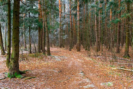 simsearch:400-07209254,k - road in the woods frosty autumn day Stock Photo - Budget Royalty-Free & Subscription, Code: 400-08623012