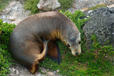 simsearch:400-04532409,k - Brown fur seal is playing on the rock Stock Photo - Budget Royalty-Free & Subscription, Code: 400-08623031