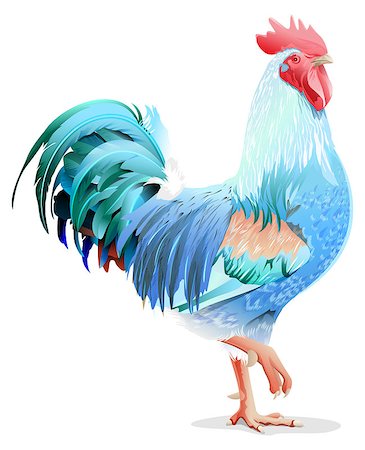 Blue bird cock. Blue Rooster symbol 2017 year. Illustration in vector format Foto de stock - Royalty-Free Super Valor e Assinatura, Número: 400-08646012