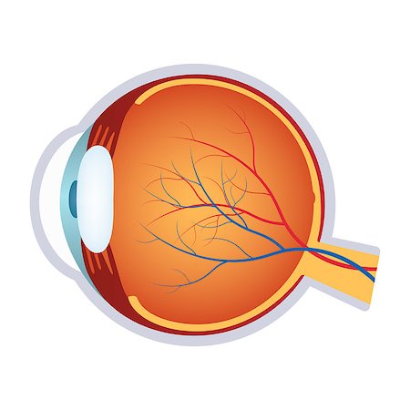 Illustration of a human eye cross section on the white background. Also available as a Vector in Adobe illustrator EPS 8 format. Photographie de stock - Aubaine LD & Abonnement, Code: 400-08646833