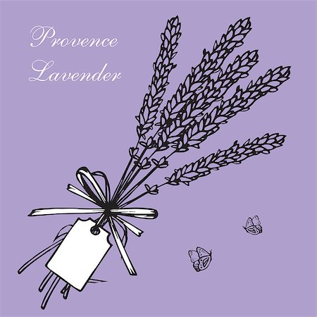 Vintage hand drawn lavender vector illustration isolated on violet background. Engraving illustration.  Lavender herbal bouquets and label in vintage style Stockbilder - Microstock & Abonnement, Bildnummer: 400-08646882