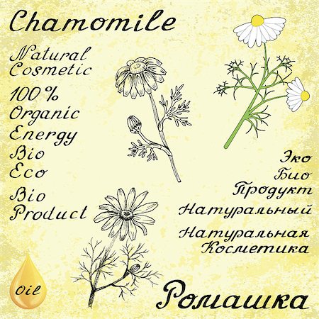 Chamomile . Vector set of 3 drawing and hand-lettering. English and Russian texts. Eco Friendly. For labels, flyers, online stores. Natural cosmetic. Bio products. Botanical sketch Foto de stock - Super Valor sin royalties y Suscripción, Código: 400-08647984
