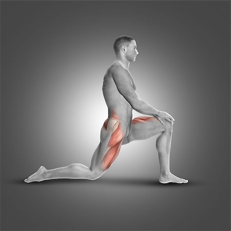 rectus femoris exercises - 3D render of a male figure in kneeling iliopsoas stretch highlighting muscles used Stock Photo - Budget Royalty-Free & Subscription, Code: 400-08649952