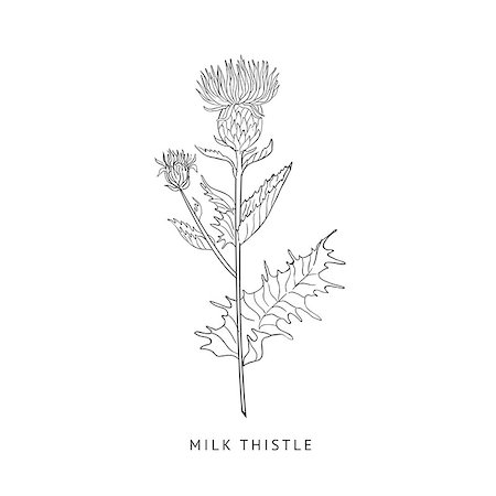 simsearch:400-09096754,k - Milk Thistle Medical Herb Hand Drawn Realistic Detailed Sketch In Beautiful Classic Herbarium Style On White Background Foto de stock - Super Valor sin royalties y Suscripción, Código: 400-08654034