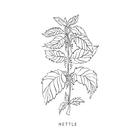 simsearch:400-09096754,k - Nettle Medical Herb Hand Drawn Realistic Detailed Sketch In Beautiful Classic Herbarium Style On White Background Foto de stock - Super Valor sin royalties y Suscripción, Código: 400-08654035