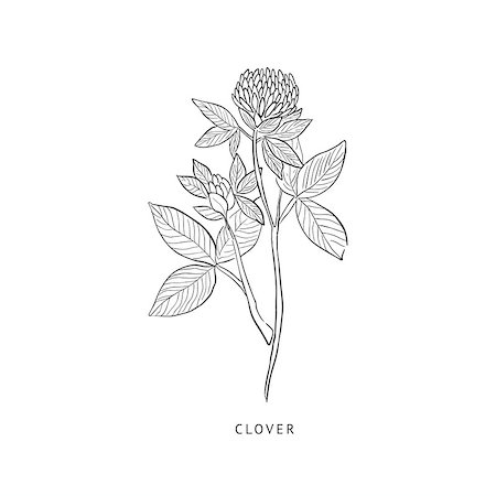 simsearch:400-08654097,k - Clover Medical Herb Hand Drawn Realistic Detailed Sketch In Beautiful Classic Herbarium Style On White Background Foto de stock - Super Valor sin royalties y Suscripción, Código: 400-08654036