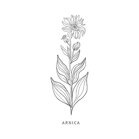 simsearch:400-09096754,k - Arnica Medical Herb Hand Drawn Realistic Detailed Sketch In Beautiful Classic Herbarium Style On White Background Foto de stock - Super Valor sin royalties y Suscripción, Código: 400-08654038