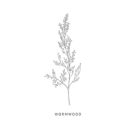 simsearch:400-09096754,k - Wormwood Medical Herb Hand Drawn Realistic Detailed Sketch In Beautiful Classic Herbarium Style On White Background Foto de stock - Super Valor sin royalties y Suscripción, Código: 400-08654045