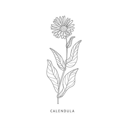 simsearch:400-09096754,k - Calendula Medical Herb Hand Drawn Realistic Detailed Sketch In Beautiful Classic Herbarium Style On White Background Foto de stock - Super Valor sin royalties y Suscripción, Código: 400-08654046