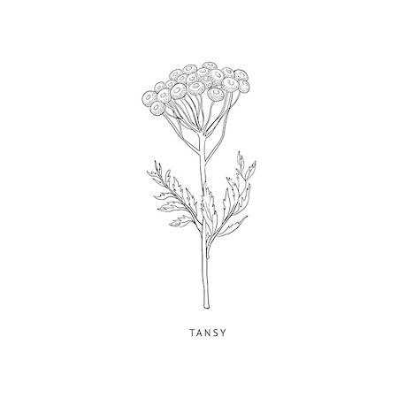 simsearch:400-08654097,k - Tansy Medical Herb Hand Drawn Realistic Detailed Sketch In Beautiful Classic Herbarium Style On White Background Stockbilder - Microstock & Abonnement, Bildnummer: 400-08654048