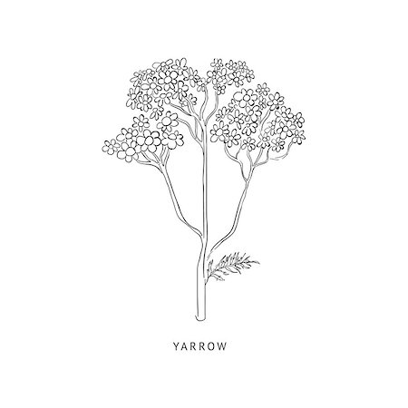 simsearch:400-08654097,k - Yarrow Medical Herb Hand Drawn Realistic Detailed Sketch In Beautiful Classic Herbarium Style On White Background Stockbilder - Microstock & Abonnement, Bildnummer: 400-08654049