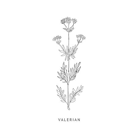 simsearch:400-09096754,k - Valerian Medical Herb Hand Drawn Realistic Detailed Sketch In Beautiful Classic Herbarium Style On White Background Foto de stock - Super Valor sin royalties y Suscripción, Código: 400-08654040