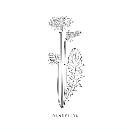 simsearch:400-08654097,k - Dandelion Medical Herb Hand Drawn Realistic Detailed Sketch In Beautiful Classic Herbarium Style On White Background Foto de stock - Super Valor sin royalties y Suscripción, Código: 400-08654041