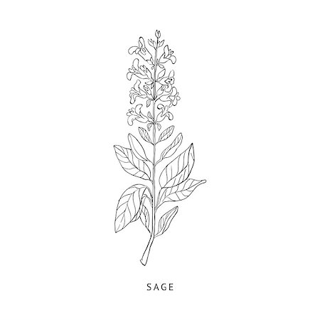 sage flower - Sage Medical Herb Hand Drawn Realistic Detailed Sketch In Beautiful Classic Herbarium Style On White Background Stock Photo - Budget Royalty-Free & Subscription, Code: 400-08654042