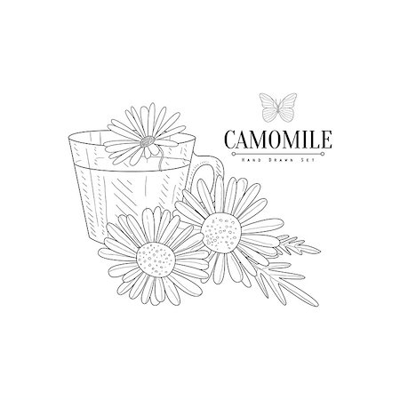Camomile Herbal Tea Hand Drawn Realistic Detailed Sketch In Classy Simple Pencil Style On White Background Stock Photo - Budget Royalty-Free & Subscription, Code: 400-08654084