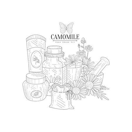 Camomile Natural Product Hand Drawn Realistic Detailed Sketch In Classy Simple Pencil Style On White Background Stock Photo - Budget Royalty-Free & Subscription, Code: 400-08654081