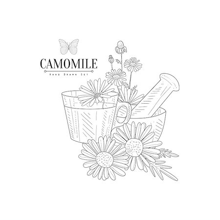 simsearch:400-08654097,k - Camomile Tea, Pestle And Mortar Hand Drawn Realistic Detailed Sketch In Classy Simple Pencil Style On White Background Stockbilder - Microstock & Abonnement, Bildnummer: 400-08654082