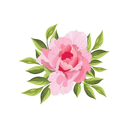 peony art - Peony Hand Drawn Realistic Flat Vector Illustration In Artistic Painting Style On White Background Stock Photo - Budget Royalty-Free & Subscription, Code: 400-08650297