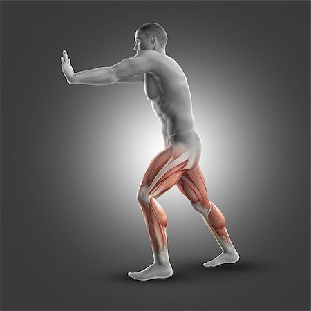 rectus femoris exercises - 3D render of a male figure in standing gastroc-nemius stretch Stock Photo - Budget Royalty-Free & Subscription, Code: 400-08650651