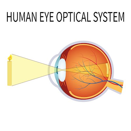 simsearch:671-02100311,k - Illustration of the human eye optical system on the white background. Also available as a Vector in Adobe illustrator EPS 10 format. Foto de stock - Super Valor sin royalties y Suscripción, Código: 400-08651796