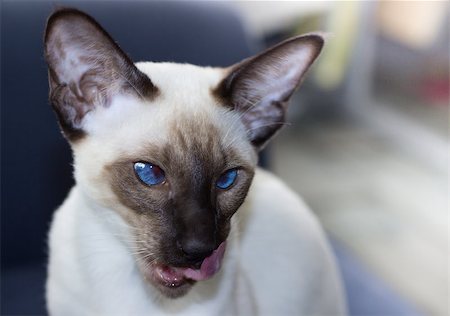 simsearch:649-07065153,k - Portrait of beautiful blue eyes seal-point oriental cat.. Landscape orientation. Free space. Photographie de stock - Aubaine LD & Abonnement, Code: 400-08651809