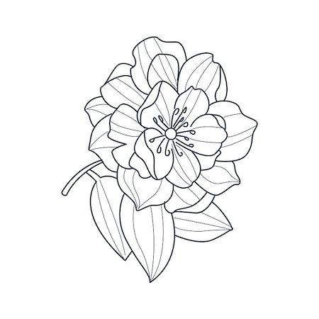 peony art - Fully Open Peony Flower Monochrome Drawing For Coloring Book Hand Drawn Vector Simple Style Illustration Stock Photo - Budget Royalty-Free & Subscription, Code: 400-08651938