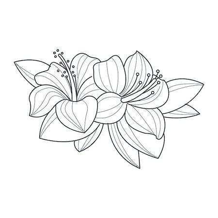 flowers sketch for coloring - Hibiscus Flower Monochrome Drawing For Coloring Book Hand Drawn Vector Simple Style Illustration Stock Photo - Budget Royalty-Free & Subscription, Code: 400-08651944