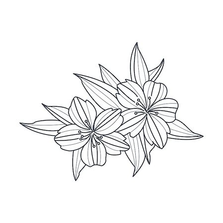 flowers sketch for coloring - Wild Flower Monochrome Drawing For Coloring Book Hand Drawn Vector Simple Style Illustration Stock Photo - Budget Royalty-Free & Subscription, Code: 400-08651946