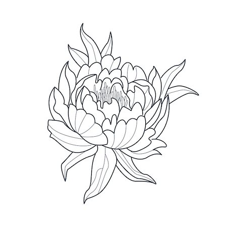 flowers sketch for coloring - Peony Flower Monochrome Drawing For Coloring Book Hand Drawn Vector Simple Style Illustration Stock Photo - Budget Royalty-Free & Subscription, Code: 400-08651947