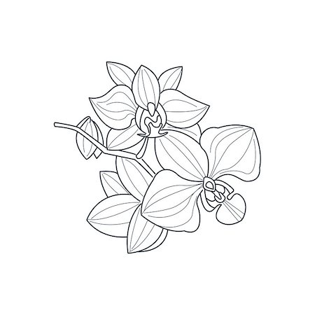 flowers sketch for coloring - Orchid Flower Monochrome Drawing For Coloring Book Hand Drawn Vector Simple Style Illustration Stock Photo - Budget Royalty-Free & Subscription, Code: 400-08651948