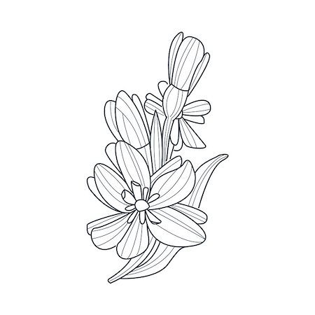 Daffodil Flower Monochrome Drawing For Coloring Book Hand Drawn Vector Simple Style Illustration Stock Photo - Budget Royalty-Free & Subscription, Code: 400-08651941