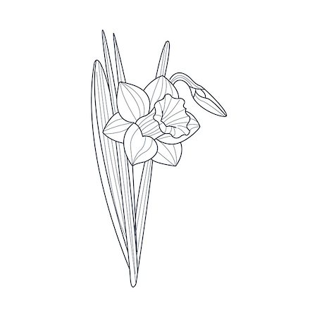 flowers sketch for coloring - Narcissus Flower Monochrome Drawing For Coloring Book Hand Drawn Vector Simple Style Illustration Stock Photo - Budget Royalty-Free & Subscription, Code: 400-08651942