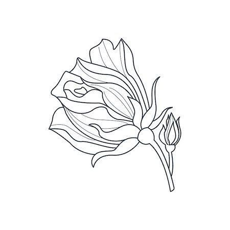 flowers sketch for coloring - Rose Bud Monochome Drawing For Coloring Book Hand Drawn Vector Simple Style Illustration Stock Photo - Budget Royalty-Free & Subscription, Code: 400-08651950