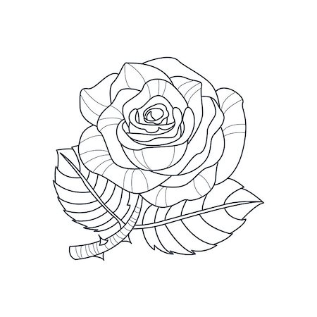 flowers sketch for coloring - Rose Flower Monochrome Drawing For Coloring Book Hand Drawn Vector Simple Style Illustration Stock Photo - Budget Royalty-Free & Subscription, Code: 400-08651951