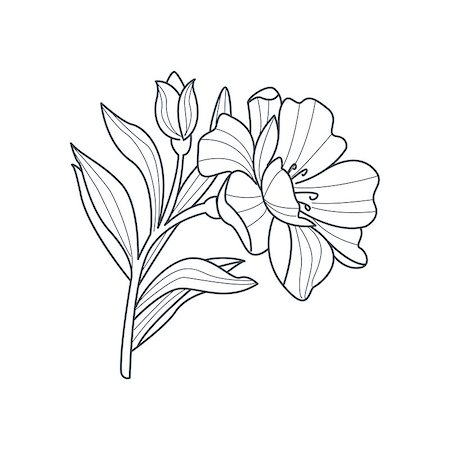 flowers sketch for coloring - Calendula Flower Monochrome Drawing For Coloring Book Hand Drawn Vector Simple Style Illustration Stock Photo - Budget Royalty-Free & Subscription, Code: 400-08651952
