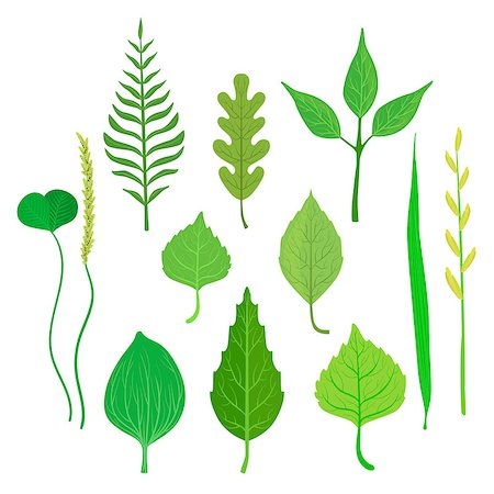 Trees And Plants Leaf Collection Of Realistic Design Flat Simple Vector Illustrations On White Background Foto de stock - Super Valor sin royalties y Suscripción, Código: 400-08652005