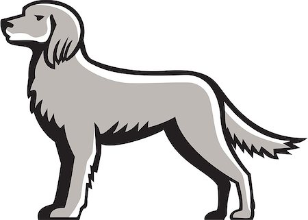 simsearch:400-08627495,k - Illustration of an english setter dog standing viewed from the side set on isolated white background done in retro style. Stock Photo - Budget Royalty-Free & Subscription, Code: 400-08652184