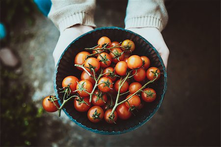 simsearch:400-06384379,k - Tomato harvest. Farmers hands with freshly harvested tomatoes. Stock Photo - Budget Royalty-Free & Subscription, Code: 400-08668565
