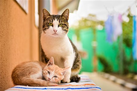 Two cute cats sitting next to wall Stock Photo - Budget Royalty-Free & Subscription, Code: 400-08669098