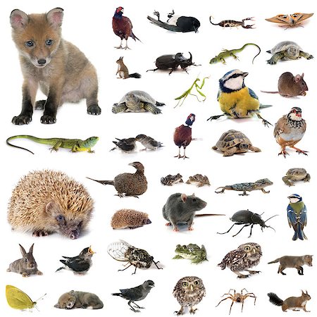 simsearch:400-07124593,k - european wildlife in front of white background Stock Photo - Budget Royalty-Free & Subscription, Code: 400-08669161